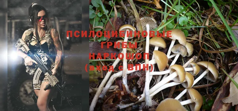 Галлюциногенные грибы Psilocybine cubensis Лобня